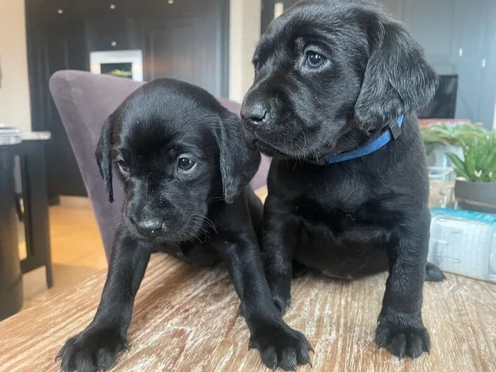 Willowtimle Labradors