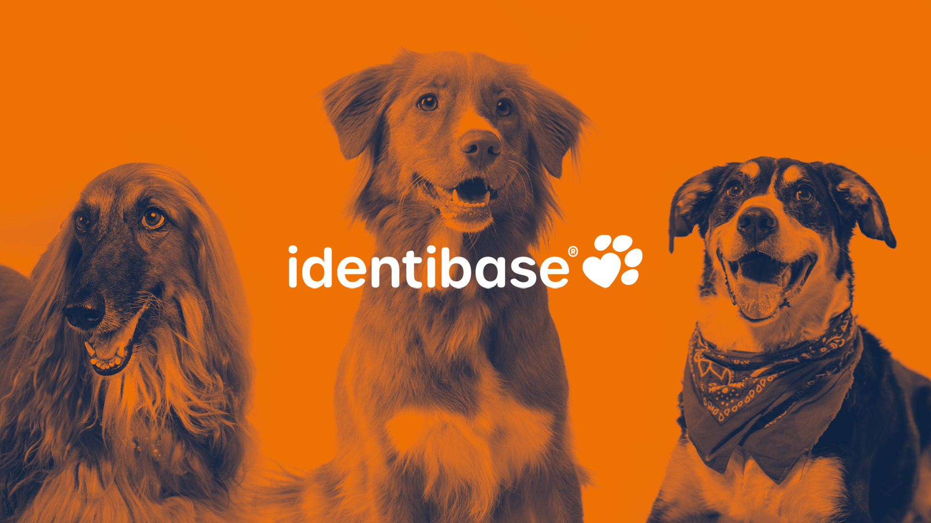 Identibase
