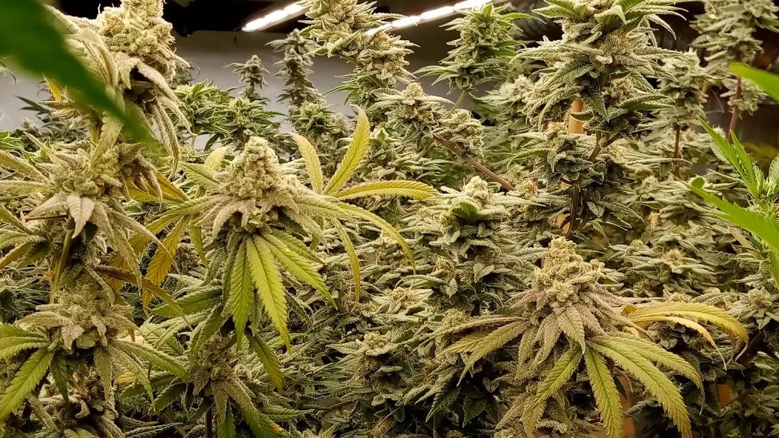 Greenpoint Seeds: Your Complete Guide to Premium Cannabis Seeds in the UK Greenpoint Seeds