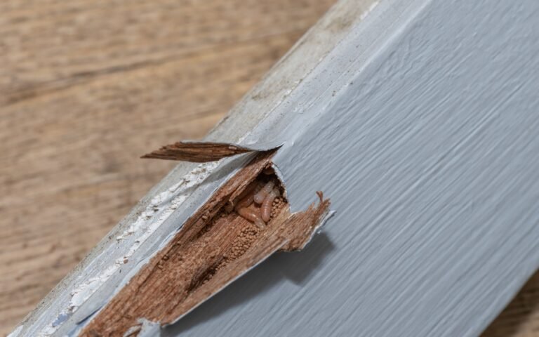 How to Check If Your Plywood Is Really Termite Proof