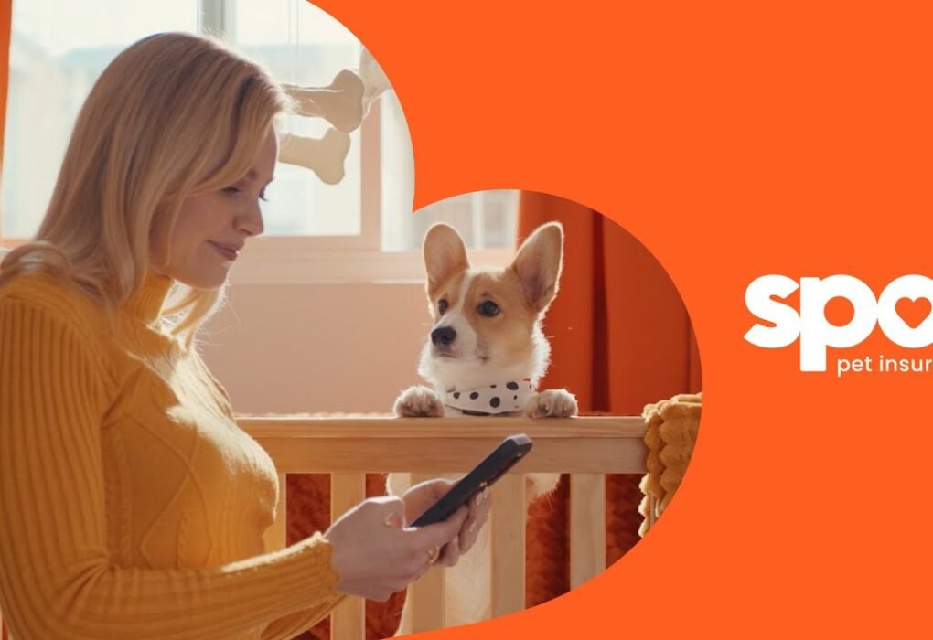 Spot Pet Insurance